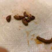 ヒメ日記 2025/07/24 10:00 投稿 かりん 排泄マニア