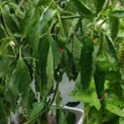 ヒメ日記 2025/10/08 07:30 投稿 かりん 排泄マニア