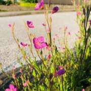 ヒメ日記 2026/04/02 20:46 投稿 西条ゆずき The ROYAL CLASS