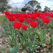 ヒメ日記 2025/03/07 13:11 投稿 りな ぷるるん小町日本橋店