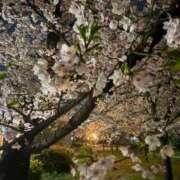 ヒメ日記 2025/04/09 11:08 投稿 りな ぷるるん小町日本橋店