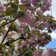 ヒメ日記 2025/04/16 08:00 投稿 りな ぷるるん小町日本橋店