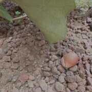 ヒメ日記 2025/07/02 12:51 投稿 財前あきら ウルトラプラチナム