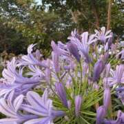 ヒメ日記 2025/07/02 19:31 投稿 財前あきら ウルトラプラチナム