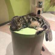 ヒメ日記 2025/10/31 13:04 投稿 十条ましろ アロマファンタジー高輪