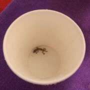 ヒメ日記 2025/09/18 12:18 投稿 ☆ゆうな☆キタ！999％の美しさ プロポーション オキナワ