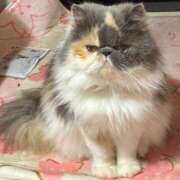 ヒメ日記 2025/08/07 08:49 投稿 凪(なぎ) 鶯谷デッドボール