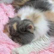 ヒメ日記 2025/10/09 16:29 投稿 凪(なぎ) 鶯谷デッドボール