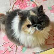 ヒメ日記 2025/10/24 20:59 投稿 凪(なぎ) 鶯谷デッドボール