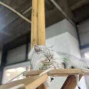 ヒメ日記 2026/03/02 16:51 投稿 しずく 電車ごっこ