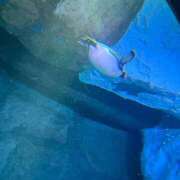 ヒメ日記 2026/03/07 20:20 投稿 しずく 電車ごっこ