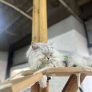 ヒメ日記 2026/03/11 21:31 投稿 しずく 電車ごっこ