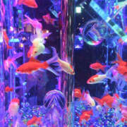 ヒメ日記 2025/01/18 13:26 投稿 ひまり 排泄マニア