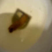 ヒメ日記 2025/03/12 12:26 投稿 ひまり 排泄マニア