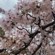 ヒメ日記 2025/04/01 15:01 投稿 ひまり 排泄マニア