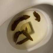 ヒメ日記 2025/04/19 07:20 投稿 ひまり 排泄マニア