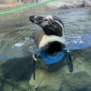 ヒメ日記 2025/06/20 07:16 投稿 ひまり 排泄マニア