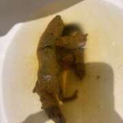 ヒメ日記 2025/09/09 15:45 投稿 ひまり 排泄マニア