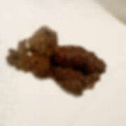 ヒメ日記 2025/09/11 07:03 投稿 ひまり 排泄マニア