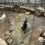 ヒメ日記 2025/11/03 18:54 投稿 ひまり 排泄マニア