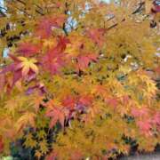 ヒメ日記 2025/12/10 21:59 投稿 ひまり 排泄マニア