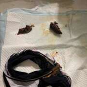 ヒメ日記 2025/12/18 18:44 投稿 ひまり 排泄マニア