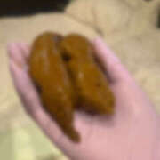 ヒメ日記 2026/03/26 12:22 投稿 ひまり 排泄マニア