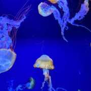 ヒメ日記 2025/09/19 14:03 投稿 いおり 横浜シンデレラ（シンデレラグループ）