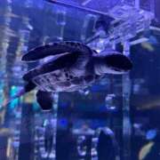 ヒメ日記 2026/01/20 23:33 投稿 いおり 横浜シンデレラ（シンデレラグループ）