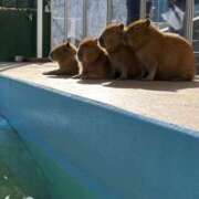 ヒメ日記 2026/03/08 23:17 投稿 吉浜 美緒 人妻セレブ宮殿