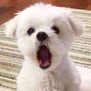 ヒメ日記 2024/12/18 08:32 投稿 ひな アイドルチェッキーナ本店