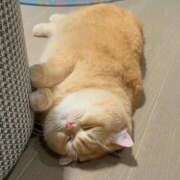 ヒメ日記 2025/03/24 15:52 投稿 ひな アイドルチェッキーナ本店