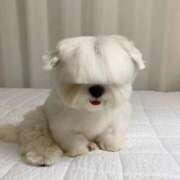 ヒメ日記 2025/04/05 12:42 投稿 ひな アイドルチェッキーナ本店