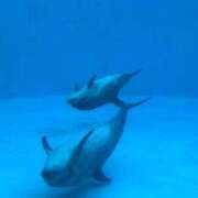 ヒメ日記 2025/06/10 17:42 投稿 ひな アイドルチェッキーナ本店