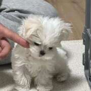 ヒメ日記 2025/06/12 21:22 投稿 ひな アイドルチェッキーナ本店