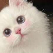 ヒメ日記 2025/07/23 16:36 投稿 ひな アイドルチェッキーナ本店