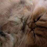 ヒメ日記 2024/12/09 09:46 投稿 西野 熟女の風俗最終章 新横浜店