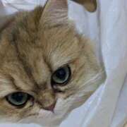 ヒメ日記 2025/01/29 15:36 投稿 西野 熟女の風俗最終章 新横浜店