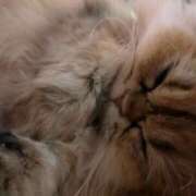 ヒメ日記 2025/03/29 19:36 投稿 西野 熟女の風俗最終章 新横浜店