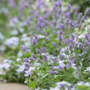 ヒメ日記 2025/04/04 09:55 投稿 西野 熟女の風俗最終章 新横浜店