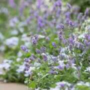 ヒメ日記 2025/08/29 10:46 投稿 西野 熟女の風俗最終章 新横浜店