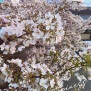 ヒメ日記 2025/04/05 09:11 投稿 はなえ 熟女の風俗最終章 宇都宮店