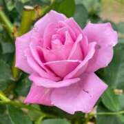 ヒメ日記 2025/02/05 14:06 投稿 山岸 熟女の風俗最終章 新横浜店