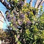 ヒメ日記 2025/01/02 13:00 投稿 ひまわり 熟女デリヘル倶楽部