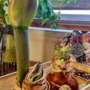 ヒメ日記 2025/01/15 09:00 投稿 ひまわり 熟女デリヘル倶楽部