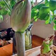 ヒメ日記 2025/01/16 08:55 投稿 ひまわり 熟女デリヘル倶楽部