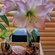 ヒメ日記 2025/03/01 08:26 投稿 ひまわり 熟女デリヘル倶楽部