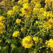 ヒメ日記 2025/03/01 15:12 投稿 ひまわり 熟女デリヘル倶楽部