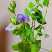 ヒメ日記 2025/03/05 13:36 投稿 ひまわり 熟女デリヘル倶楽部