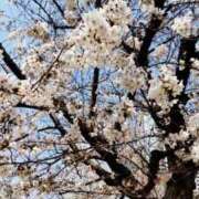 ヒメ日記 2025/03/27 13:08 投稿 ひまわり 熟女デリヘル倶楽部